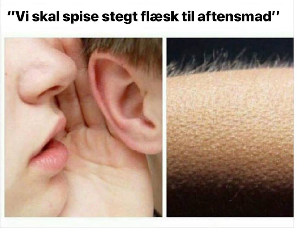 Vi skal spise stegt flæsk i aften