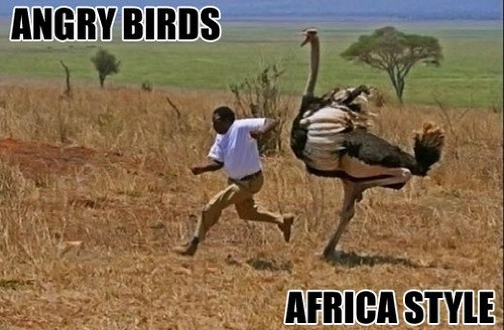 Angry Bird - Afrika stil